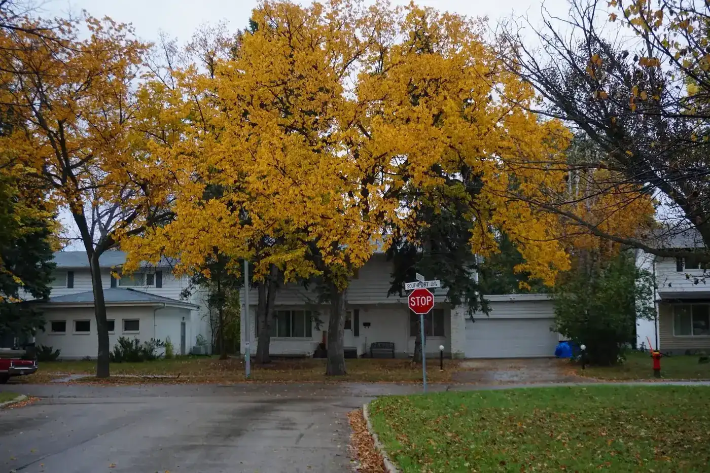 A residential street lined with trees in autumn colour
